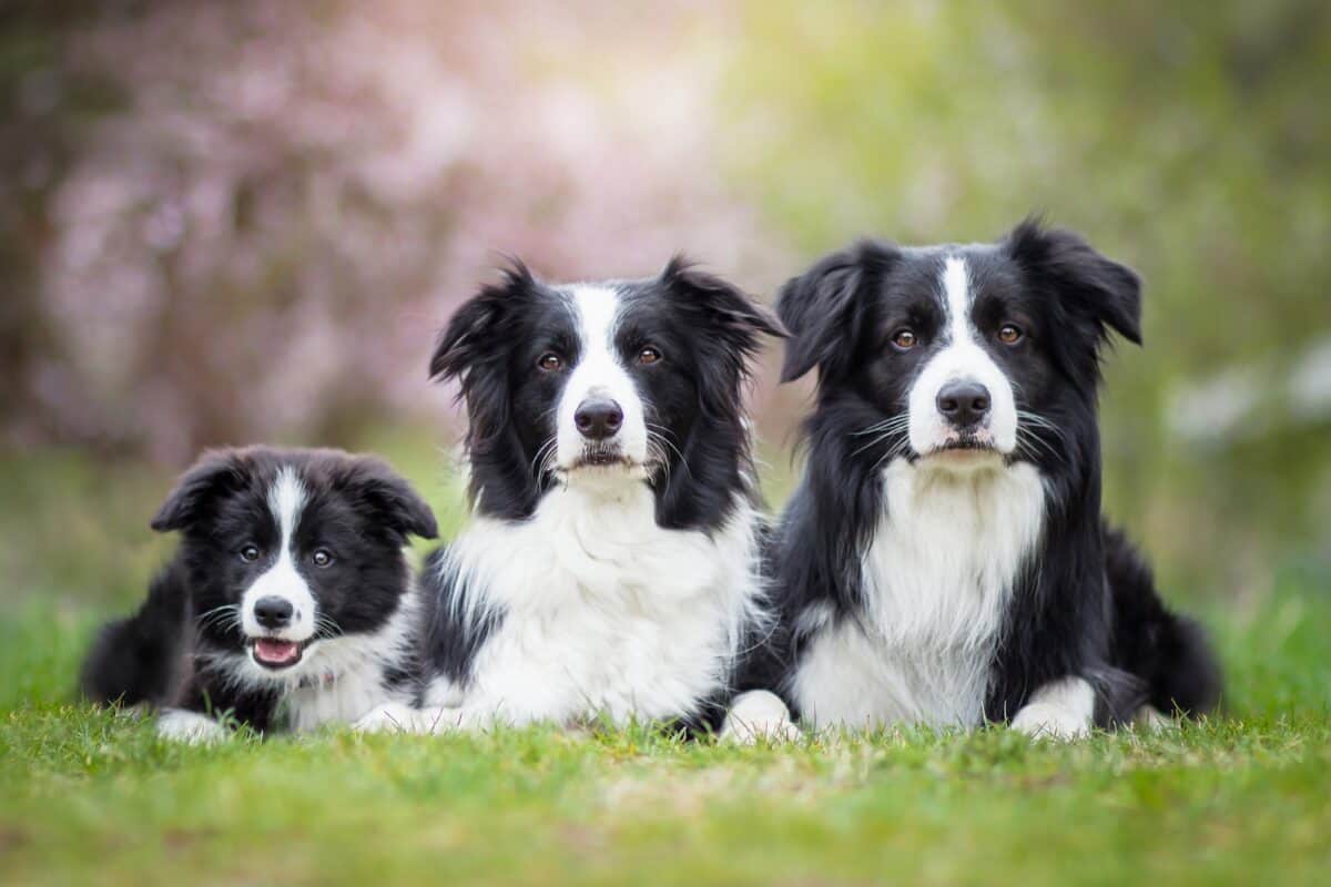 Border Collie yearly and monthly costs