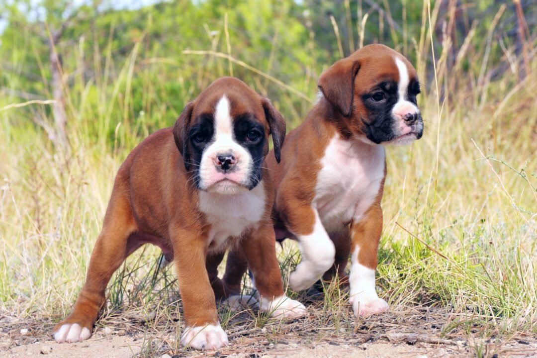 How Much Does a Boxer Dog Cost? (2024 Price Guide)
