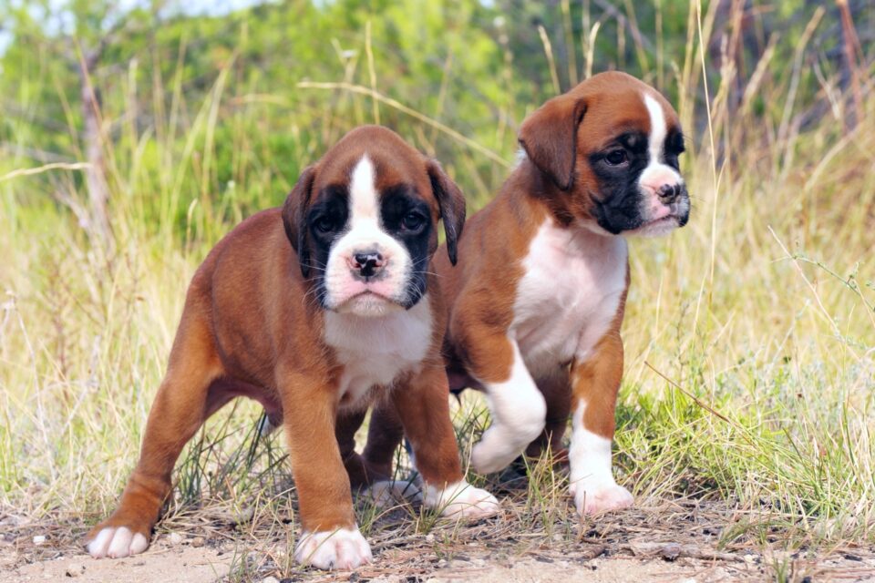 How Much Does a Boxer Dog Cost? (2024 Price Guide)