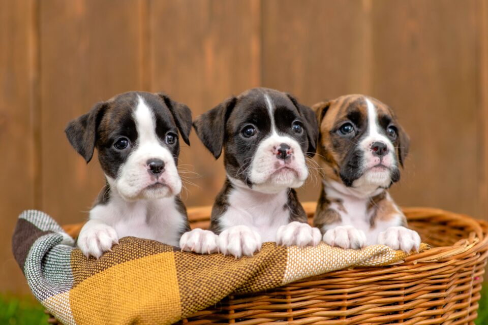 How Much Does a Boxer Dog Cost? (2024 Price Guide)