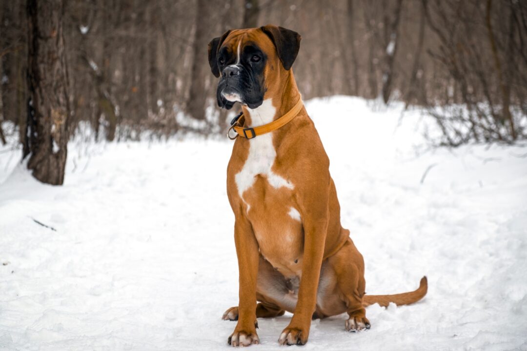 How Much Does a Boxer Dog Cost? (2024 Price Guide)