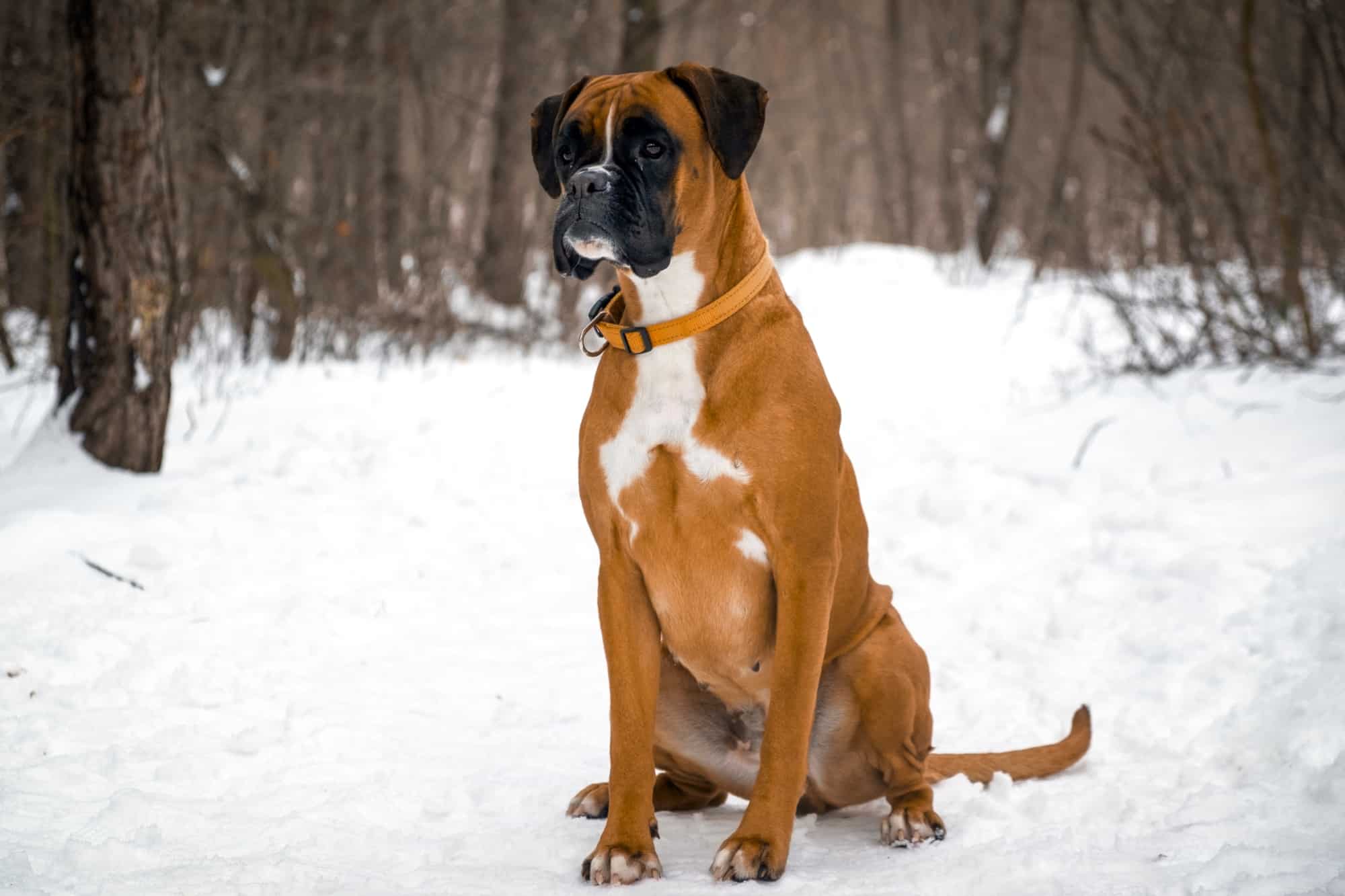 How Much Does a Boxer Dog Cost? (2024 Price Guide)