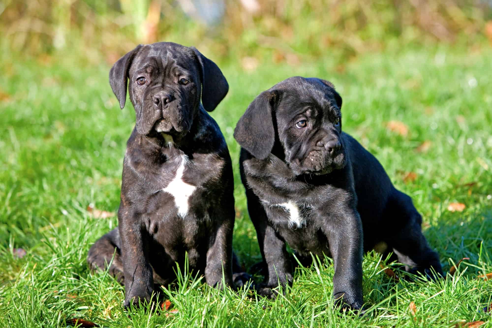 How Much Does a Cane Corso Cost? (2024 Price Guide)