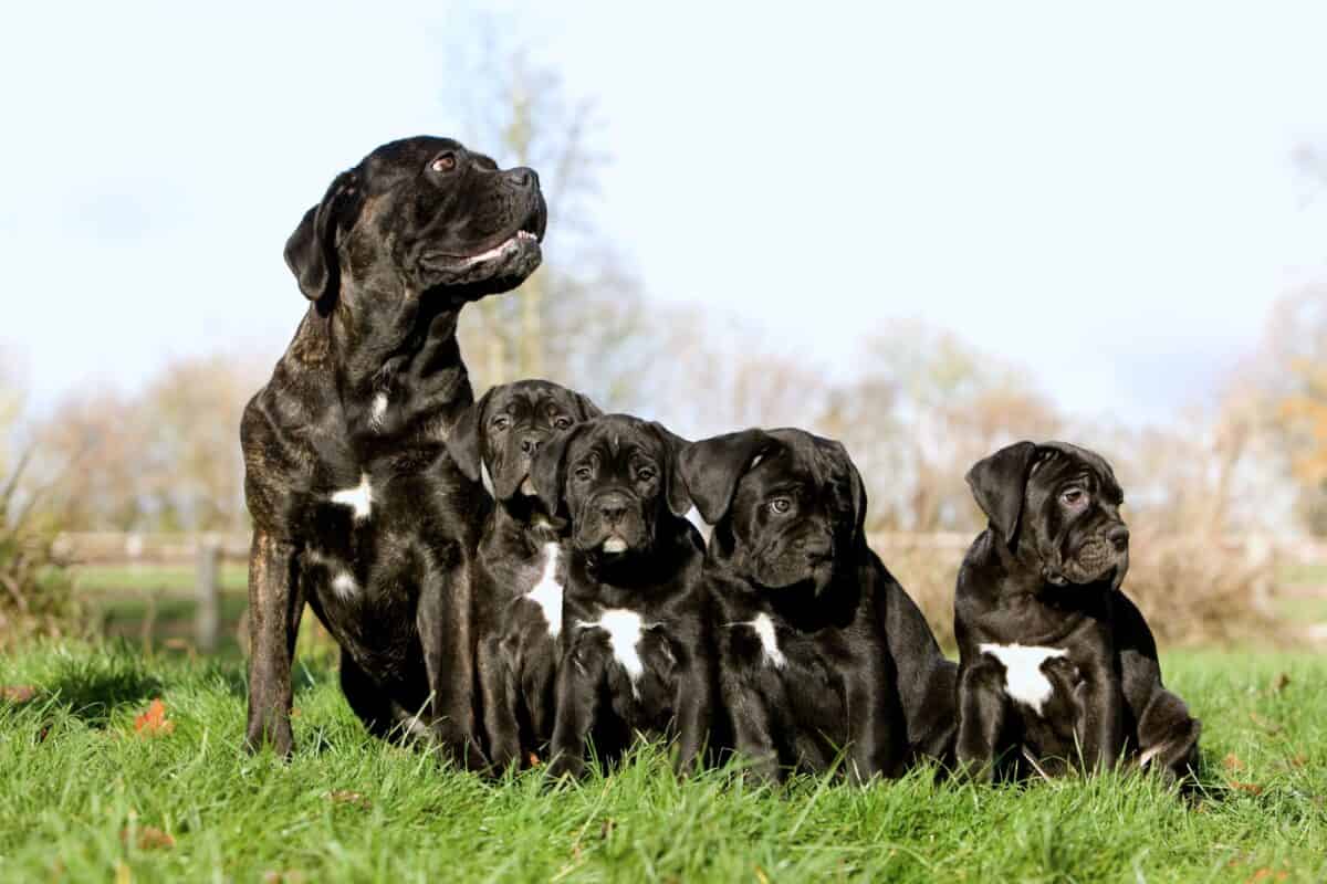 Cane Corso price and expenses how much does a Cane Corso cost