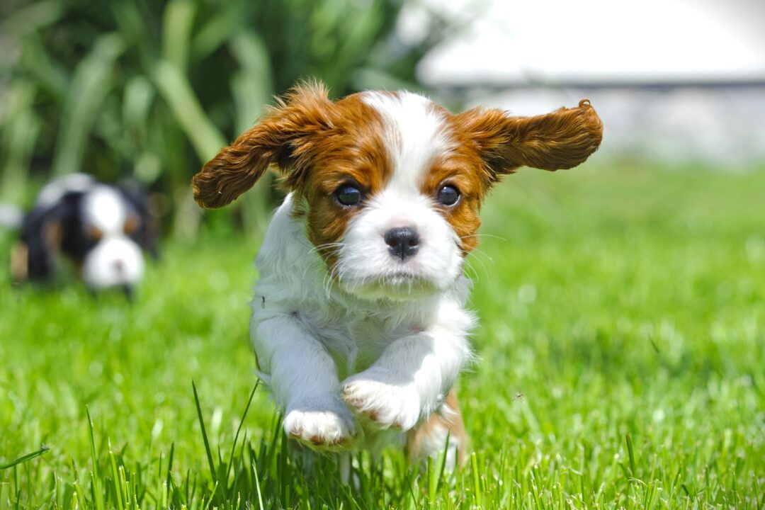 How Much Does a Cavalier King Charles Spaniel Cost?