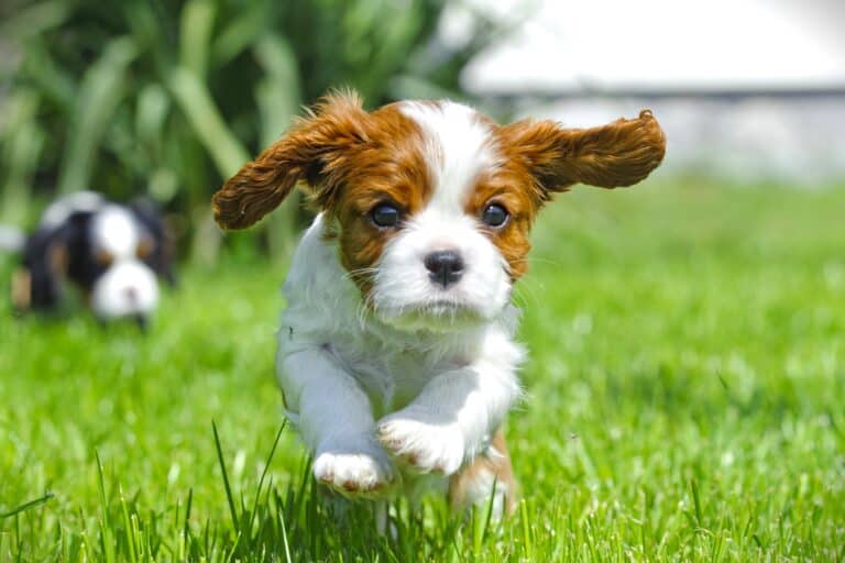 How Much Does a Cavalier King Charles Spaniel Cost?