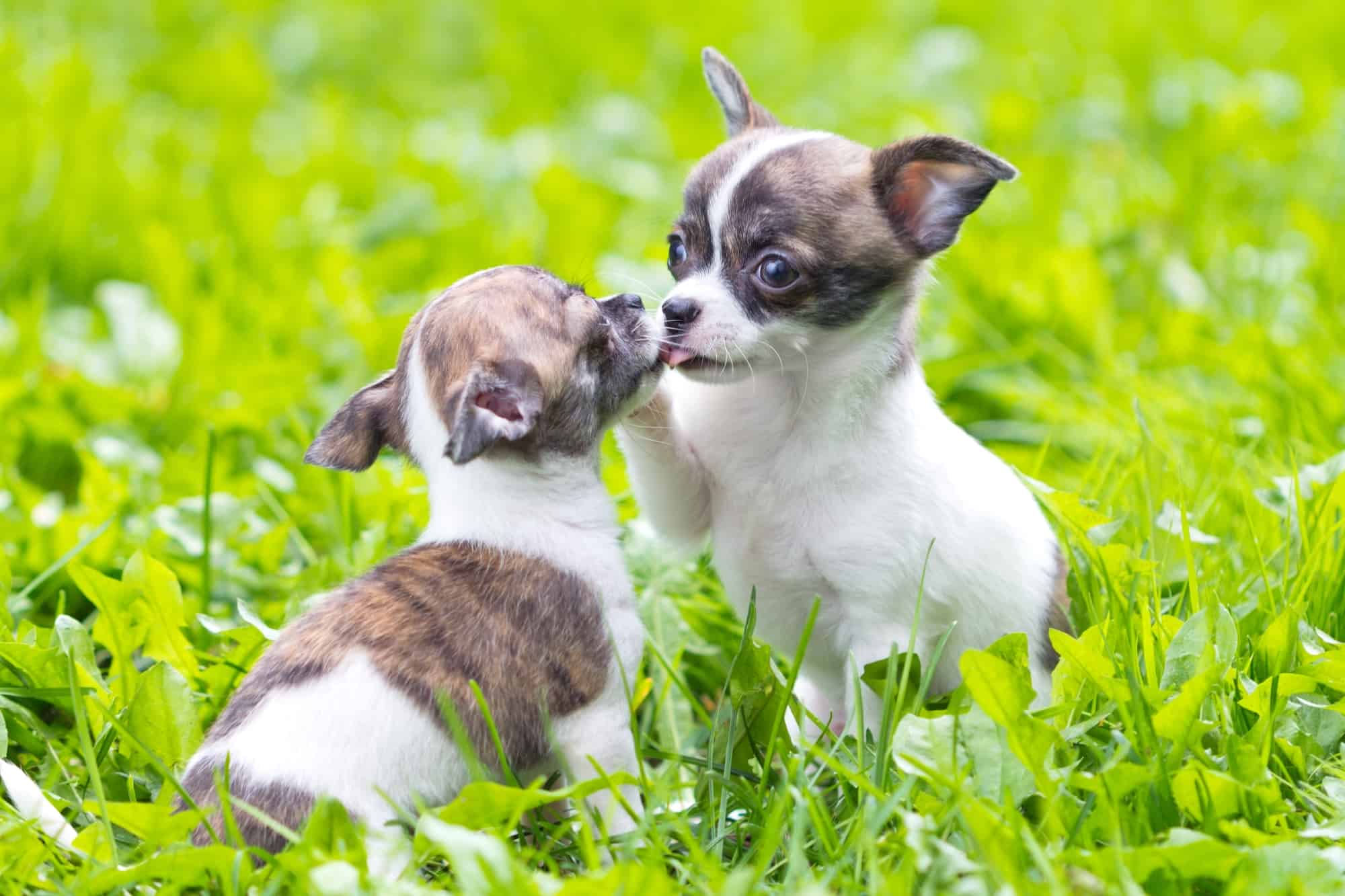 How Much Does a Chihuahua Cost? (2024 Price Guide)
