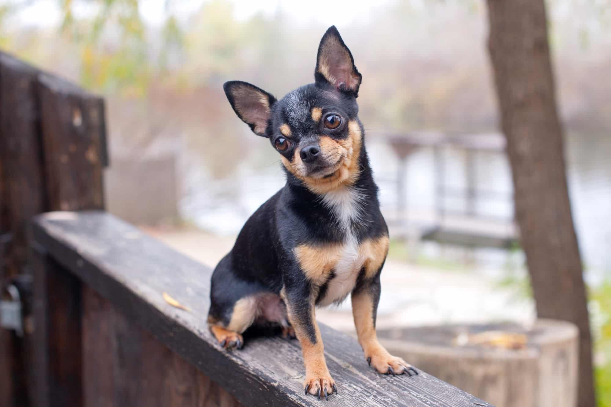 How Much Does a Chihuahua Cost? (2024 Price Guide)