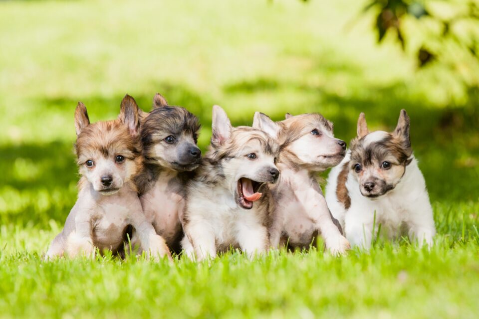 How Much Does a Chinese Crested Cost? (2024 Price Guide)