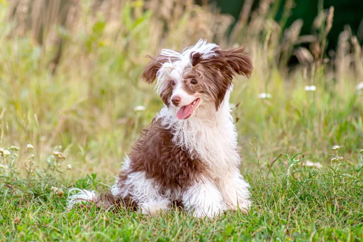 Average cost of Chinese Crested puppy