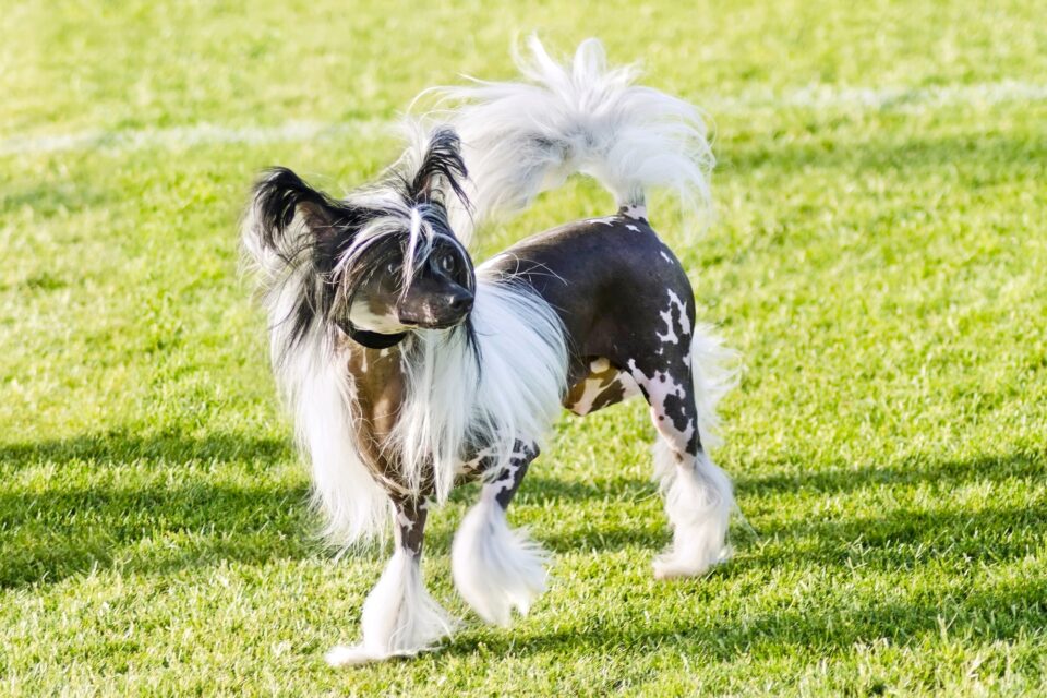 How Much Does a Chinese Crested Cost? (2024 Price Guide)