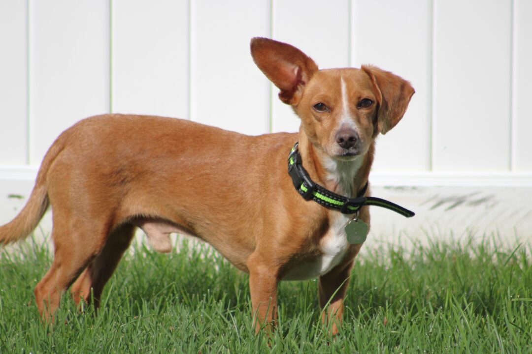 How Much Does a Chiweenie Cost? (2024 Price Guide)