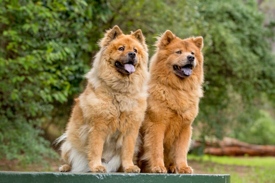 How Much Does a Chow Chow Cost? (2024 Price Guide)