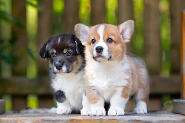 How Much Does A Corgi Cost 2025 Price Guide Corgi Initial Costs 768x512