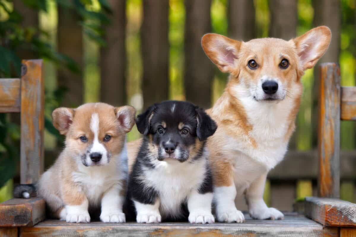 Corgi puppies for sale and adoption