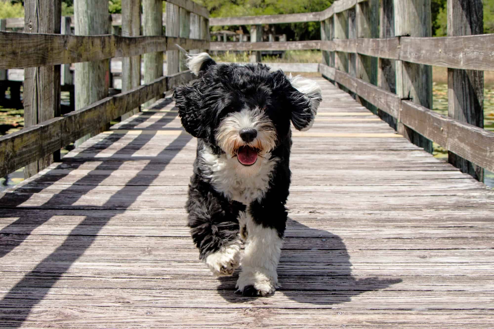 Portuguese Water Dog Calendar 2025 