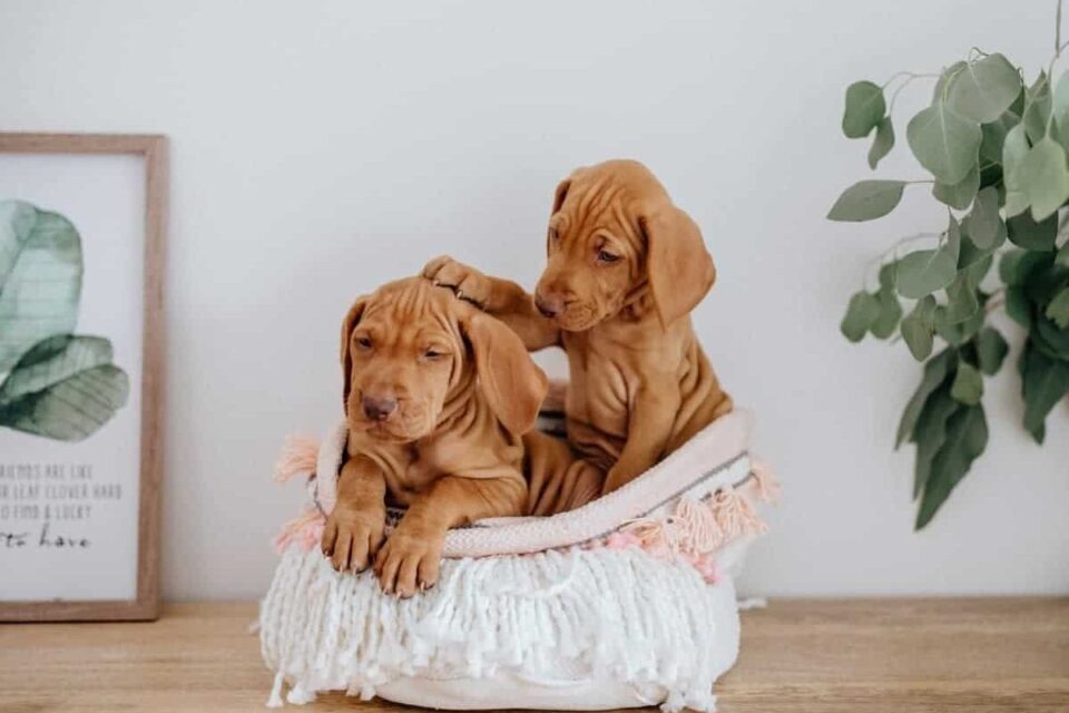 10 Best Vizsla Breeders (2024) Our Top 10 Picks!