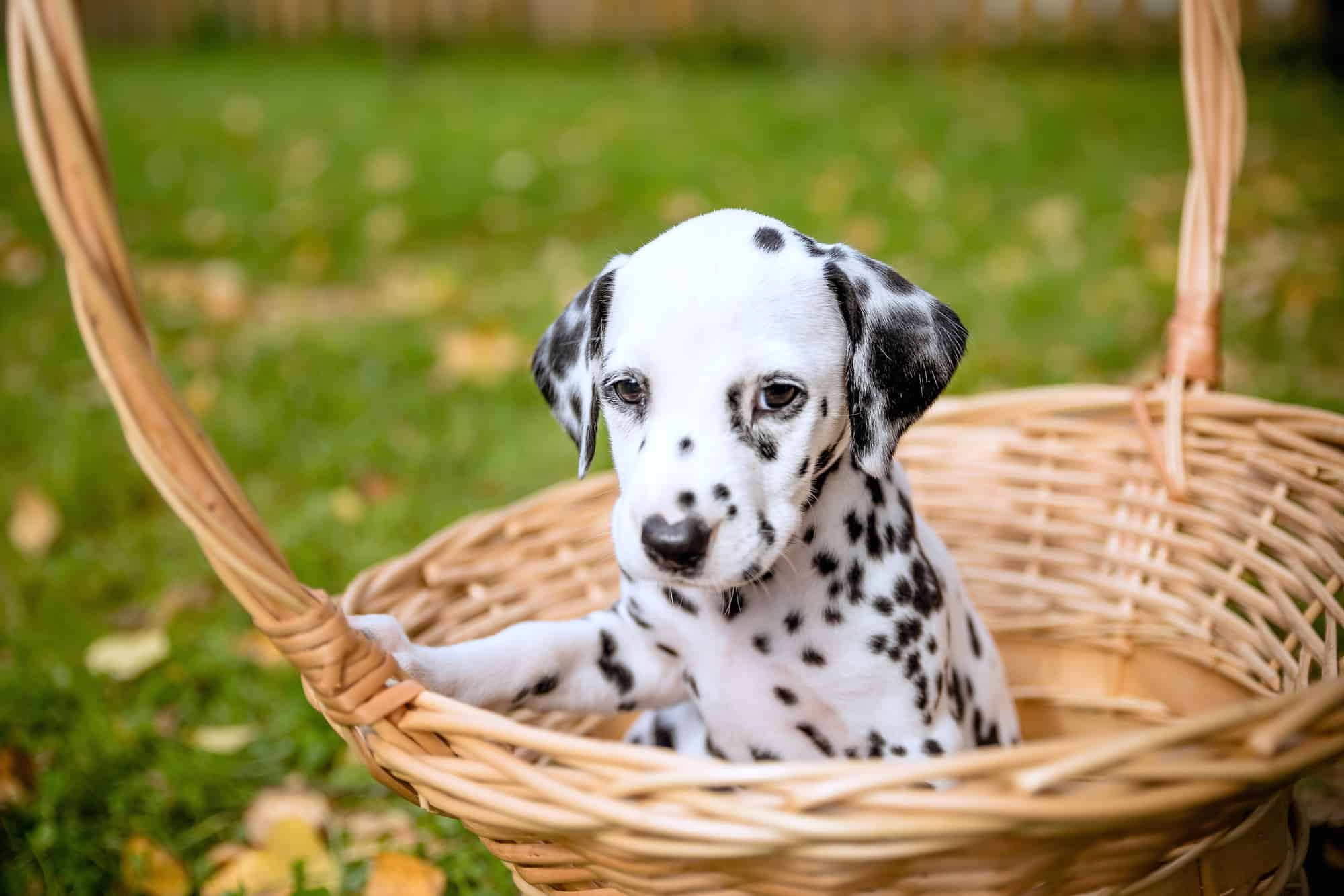 How Much Does a Dalmatian Cost? (2024 Price Guide)
