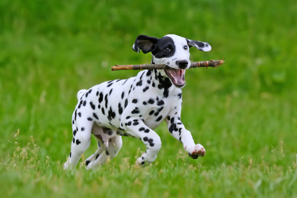 How Much Does a Dalmatian Cost? (2024 Price Guide)