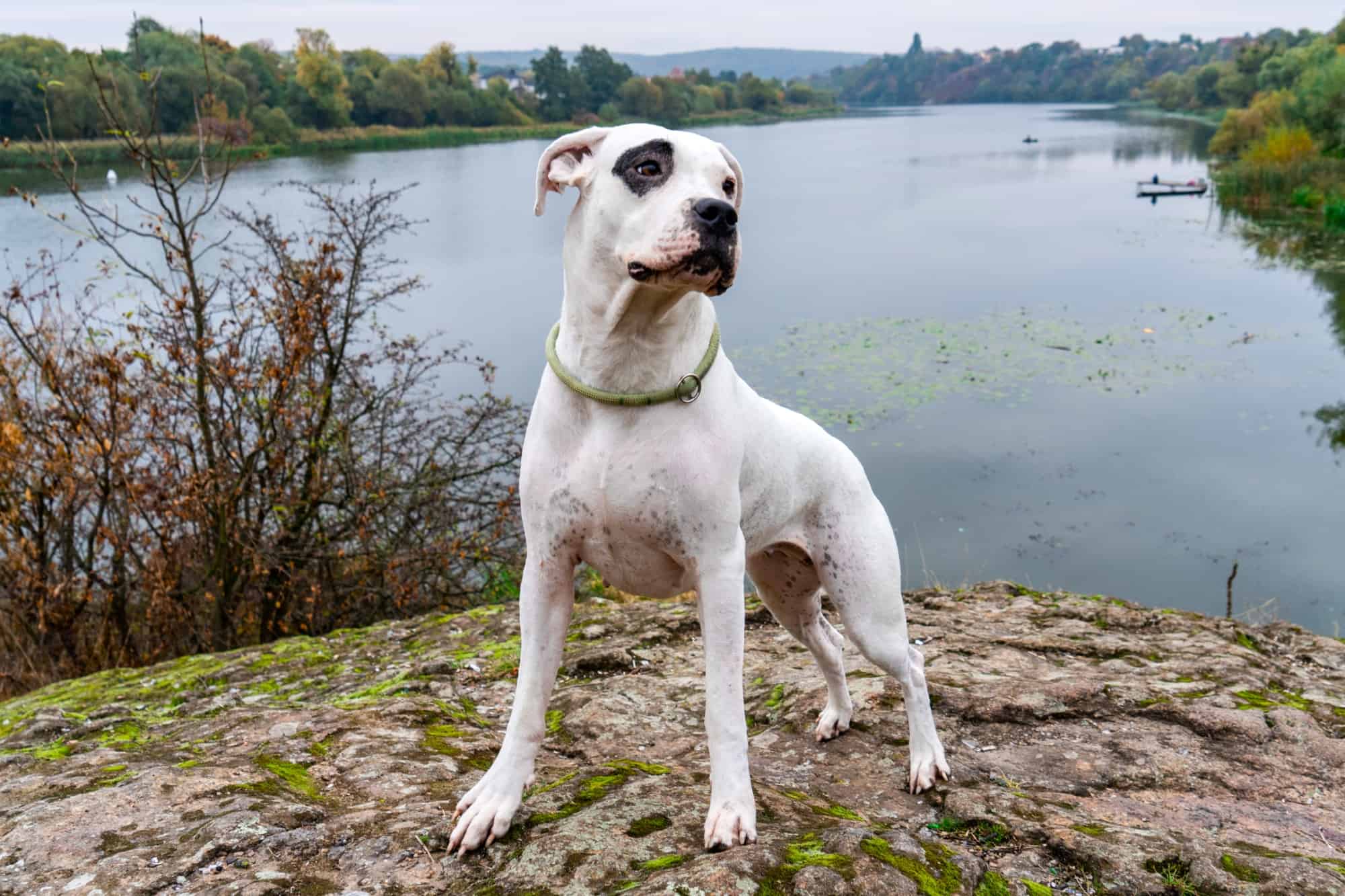 How Much Does a Dogo Argentino Cost? (2024 Price Guide)
