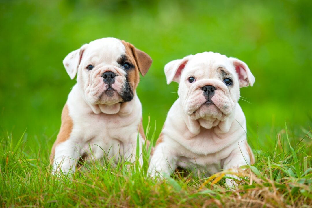 How Much Does an English Bulldog Cost? (2024 Price Guide)