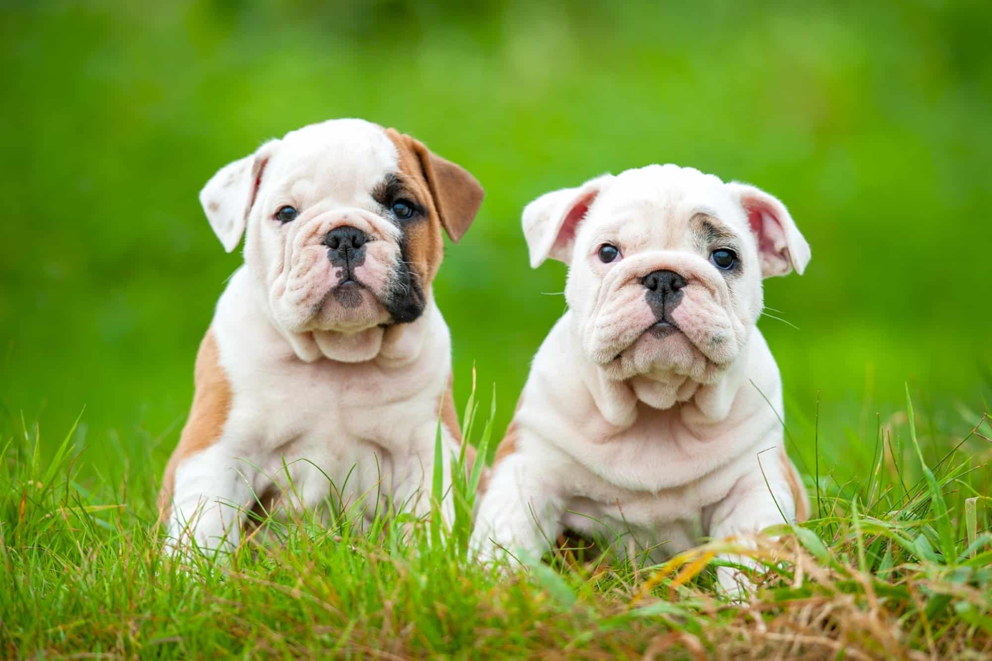 How Much Does an English Bulldog Cost? (2024 Price Guide)