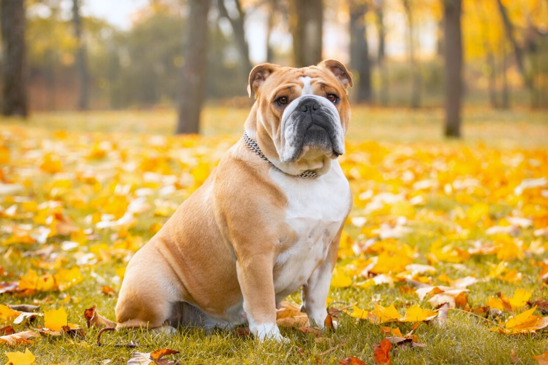 How Much Does an English Bulldog Cost? (2024 Price Guide)