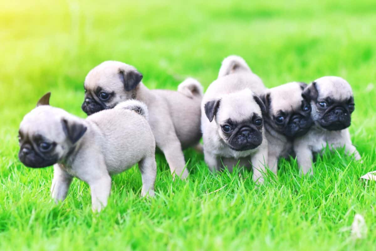 Fawn Pug puppies for sale and adoption