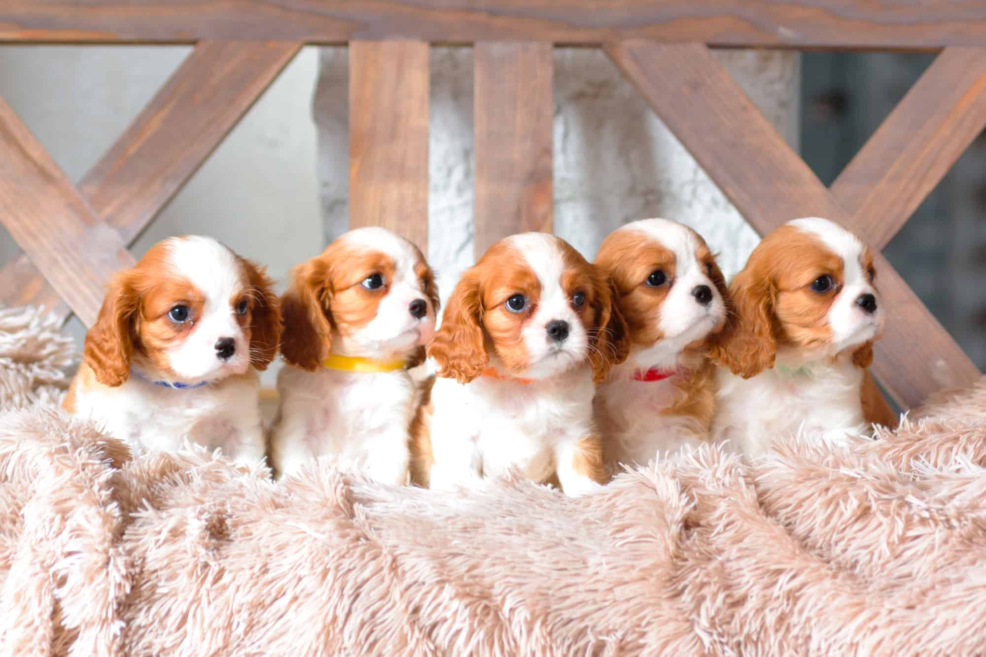 How Much Does a Cavalier King Charles Spaniel Cost?