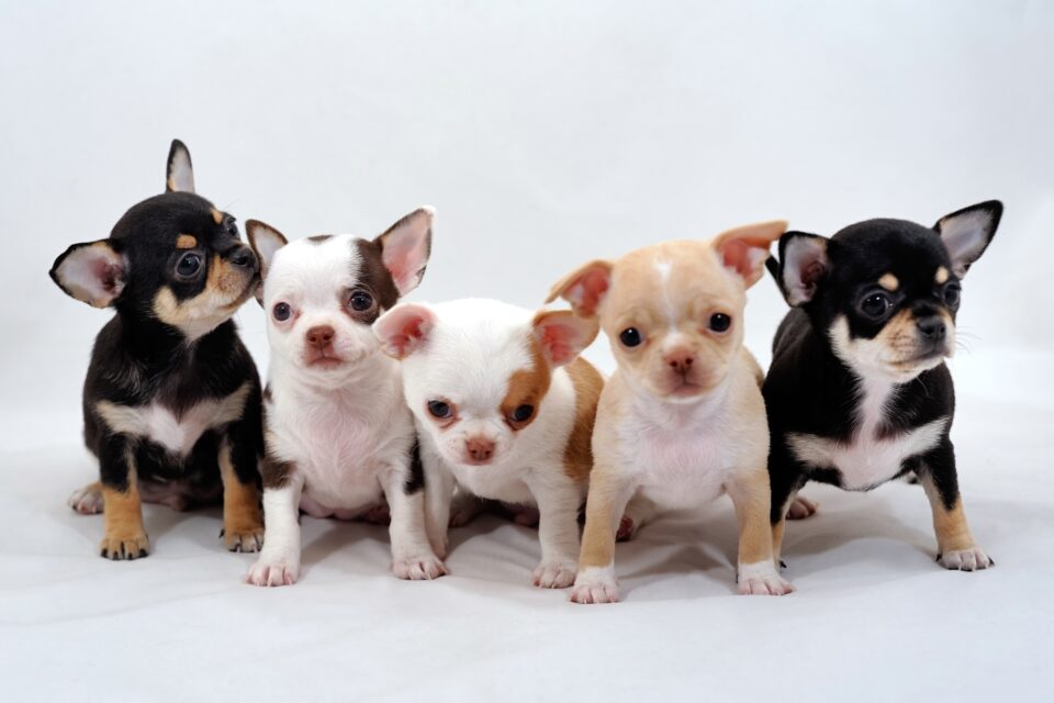 How Much Does a Chihuahua Cost? (2024 Price Guide)