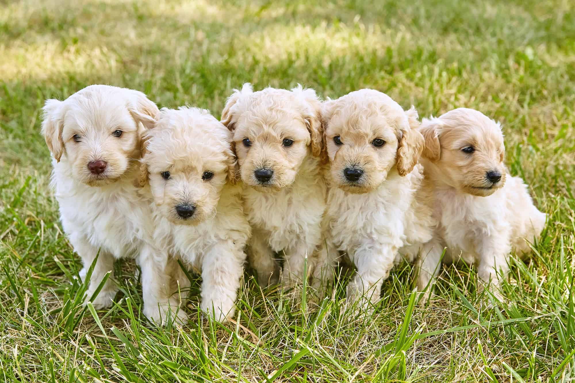 How Much Does a Goldendoodle Cost? (2024 Price Guide)