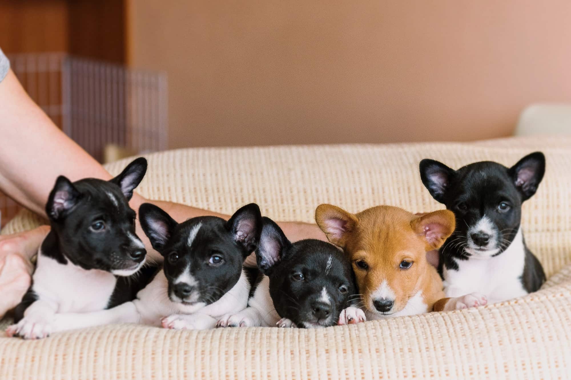 How Much Does a Basenji Cost? (2025 Price Guide)