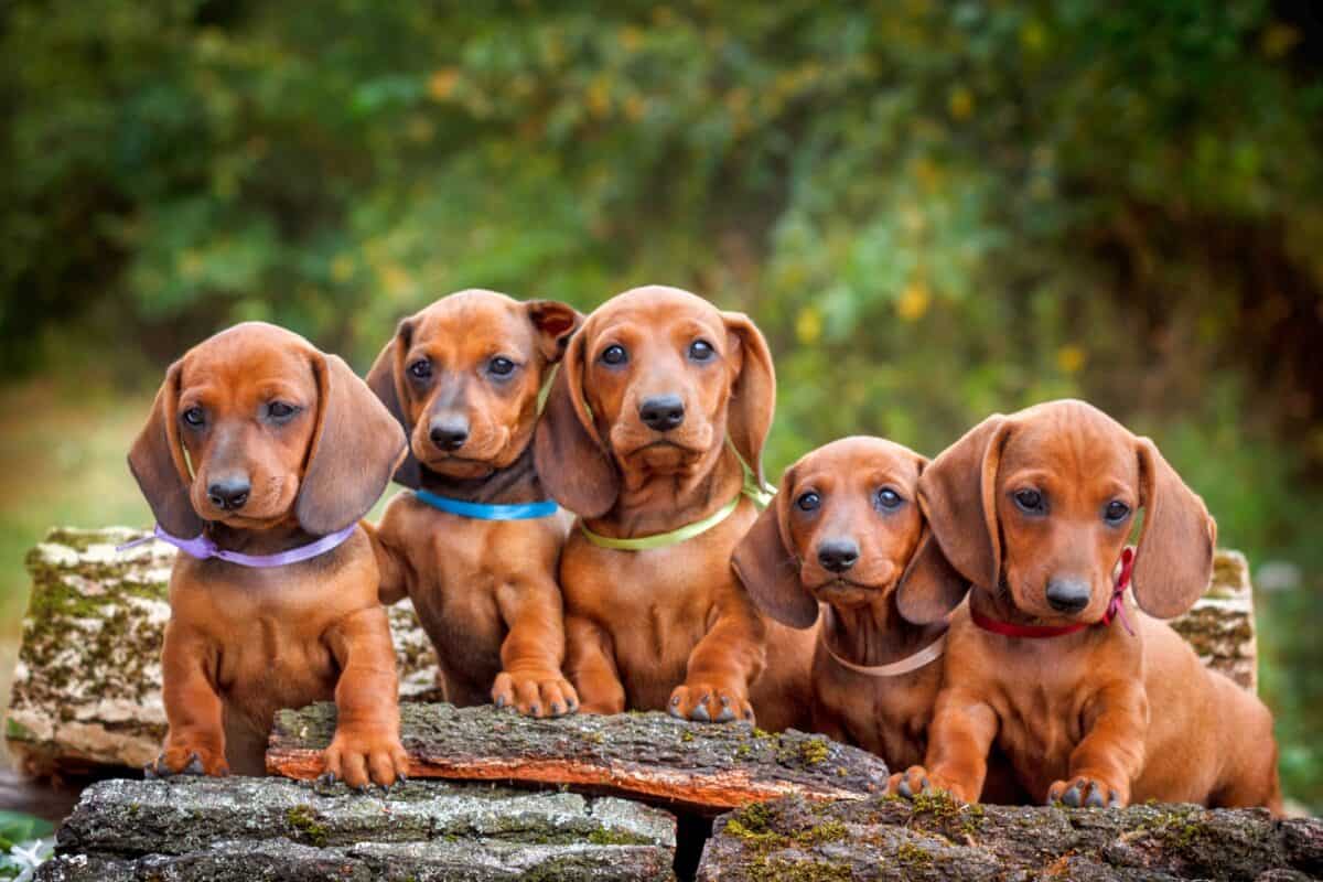 Five red Dachshund puppies for sale