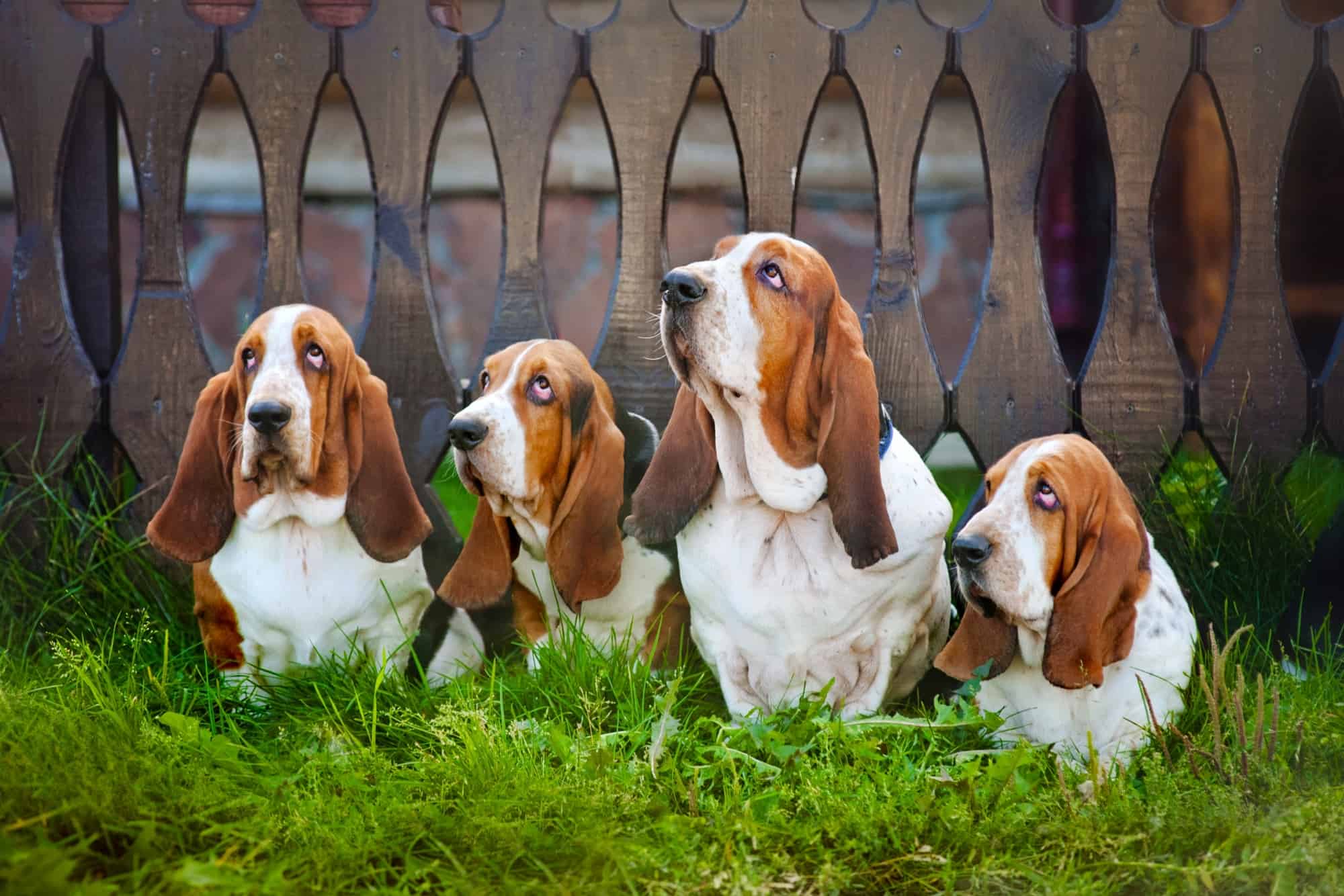10 Best Basset Hound Breeders (2024) Our Top 10 Picks!
