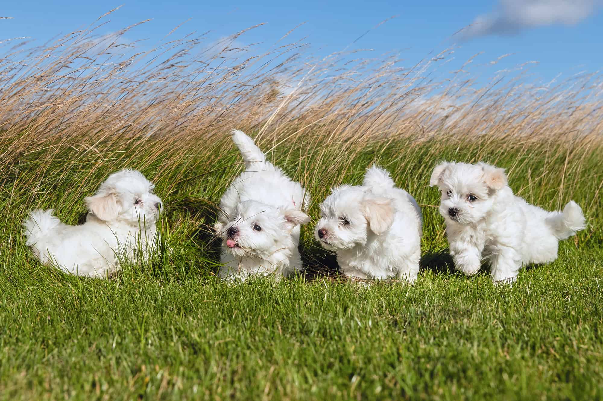 How Much Does a Maltese Cost? (2024 Price Guide)