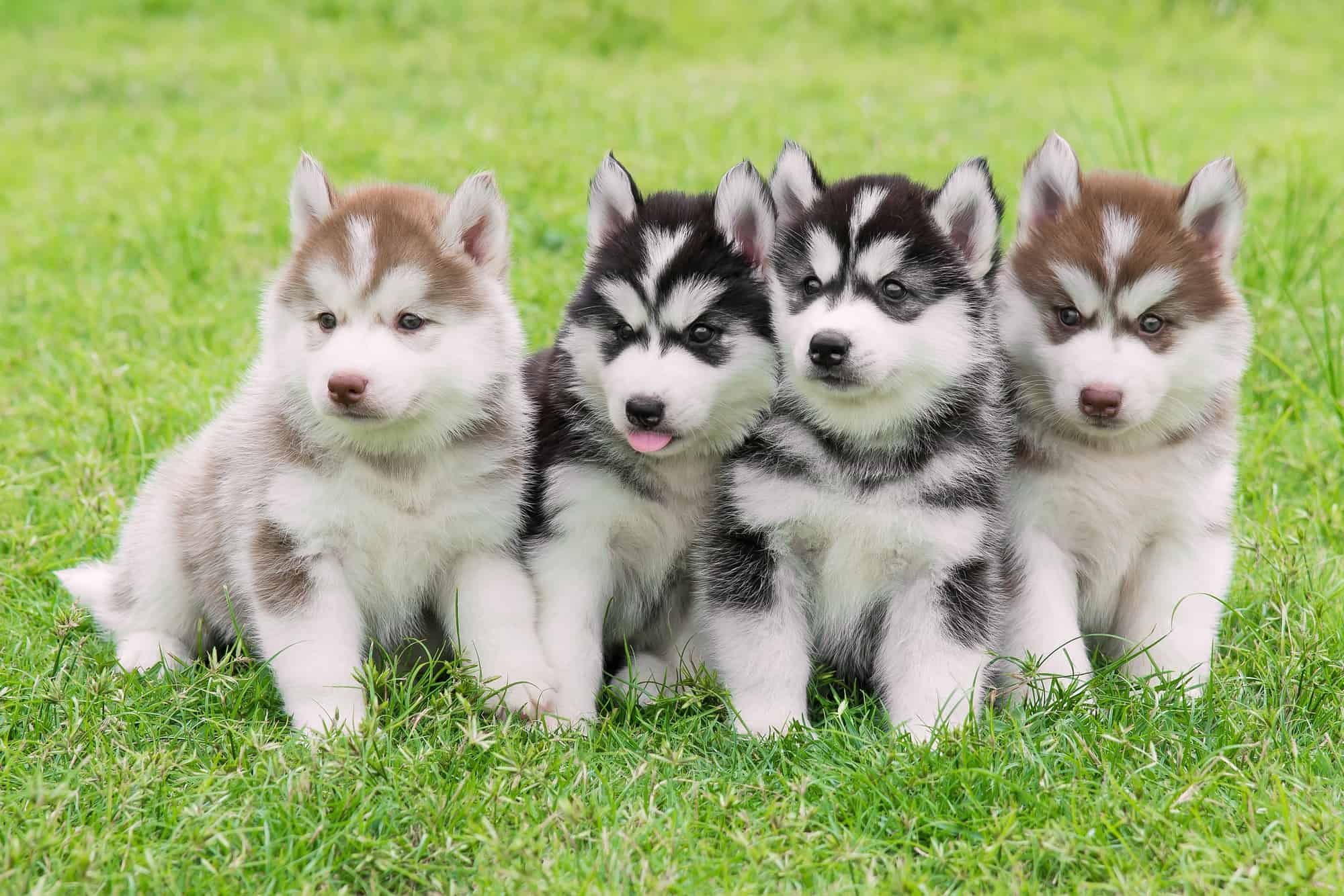 How Much Does a Husky Cost? (2024 Price Guide)