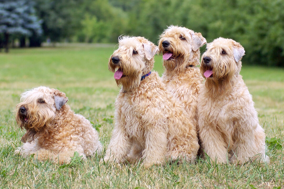 How Much Does a Soft Coated Wheaten Terrier Cost? (2023) How Much Does a Soft Coated Wheaten Terrier Cost? (2023)