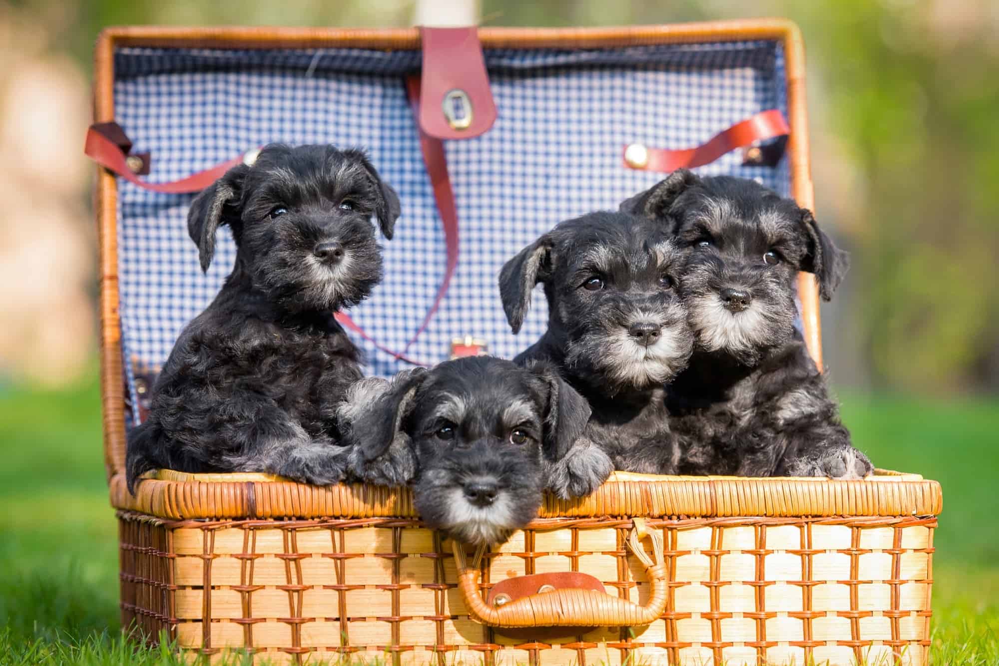 How Much Does a Miniature Schnauzer Cost? (2024 Price Guide)