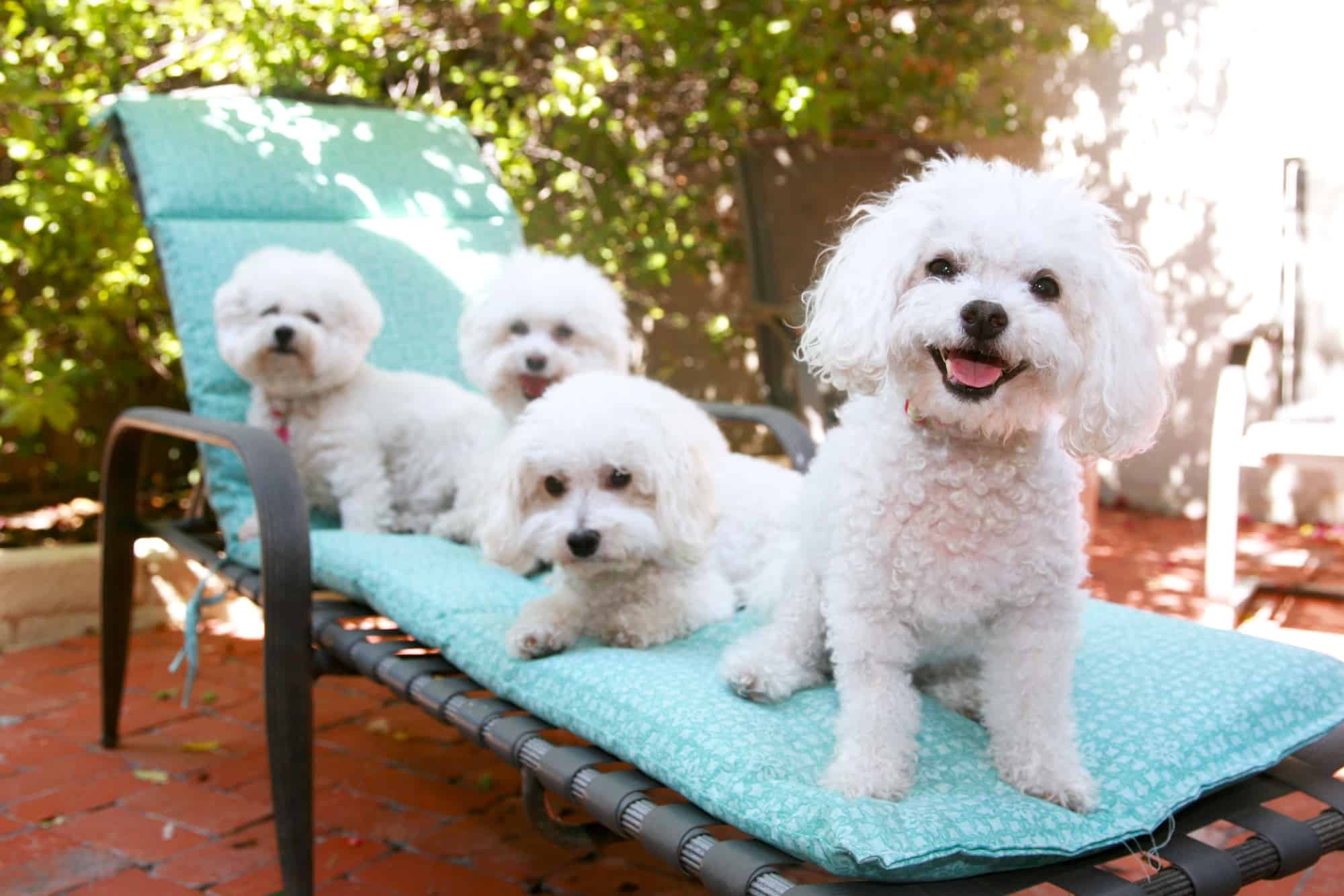 How Much Does a Bichon Frise Cost? (2024 Price Guide)