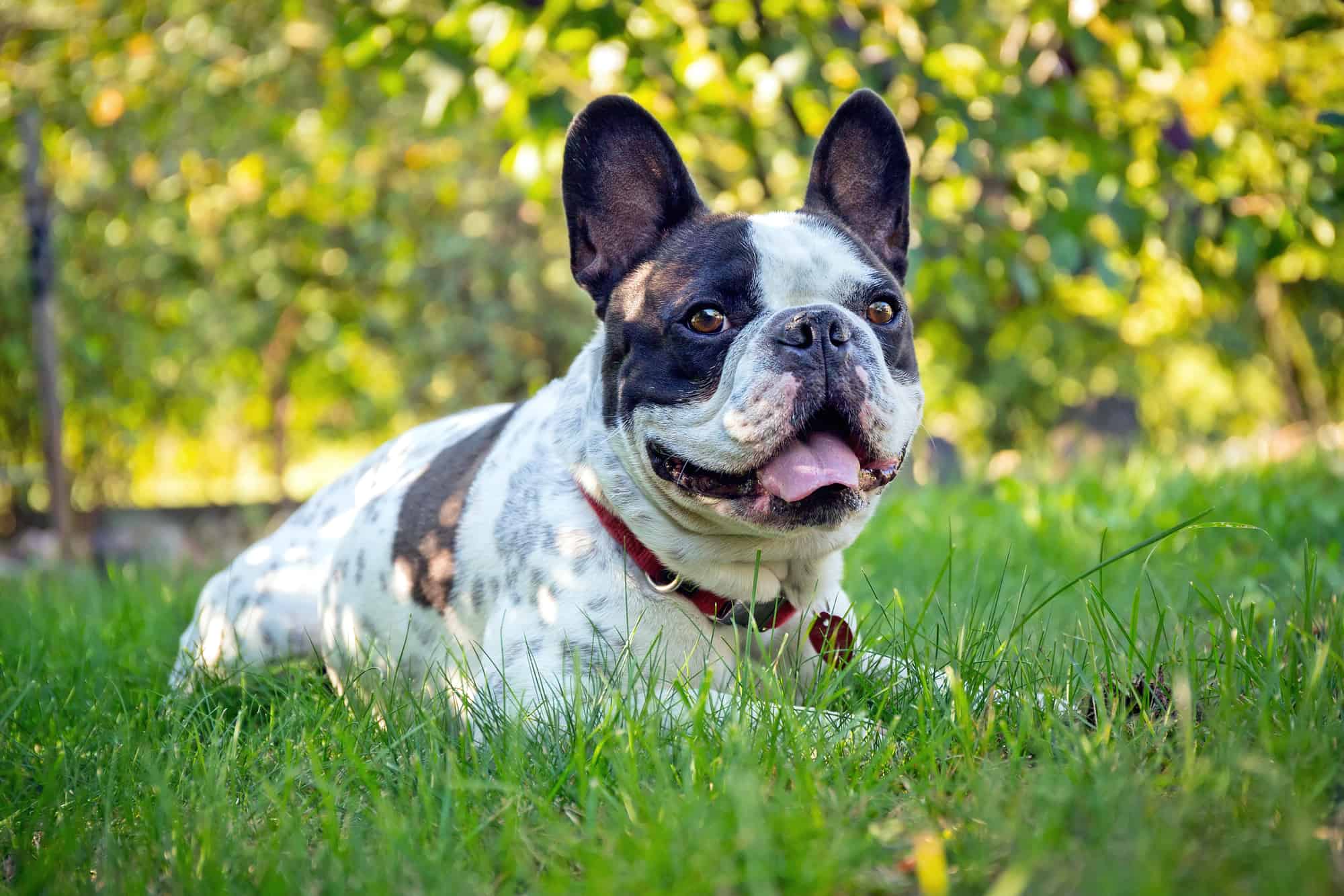 How Much Does a French Bulldog Cost? (2024 Price Guide)