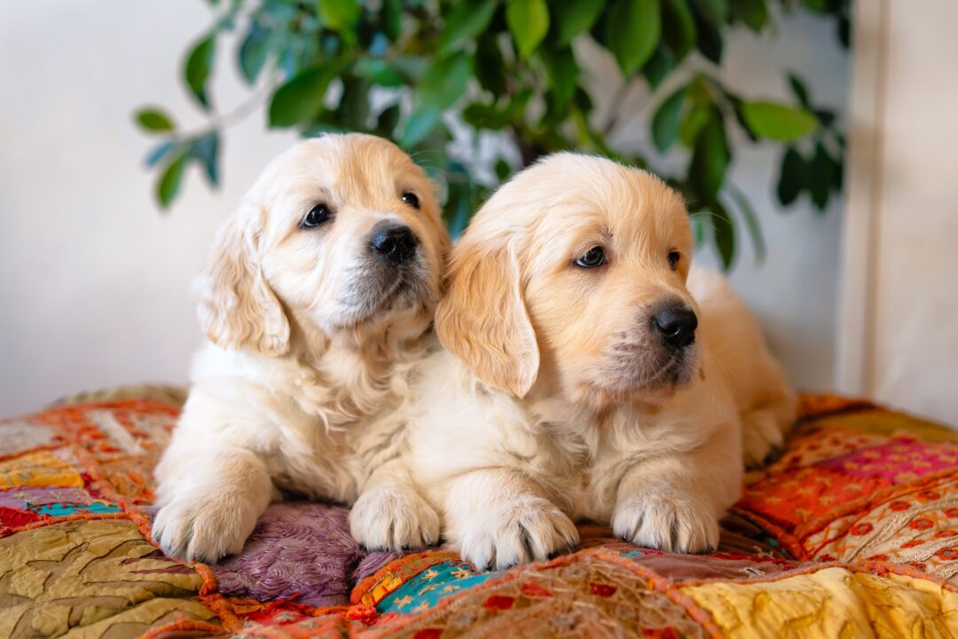 How Much Does a Golden Retriever Cost? (2024 Price Guide)