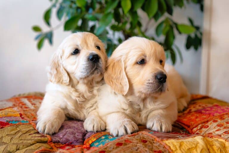 How Much Does a Golden Retriever Cost? (2024 Price Guide)