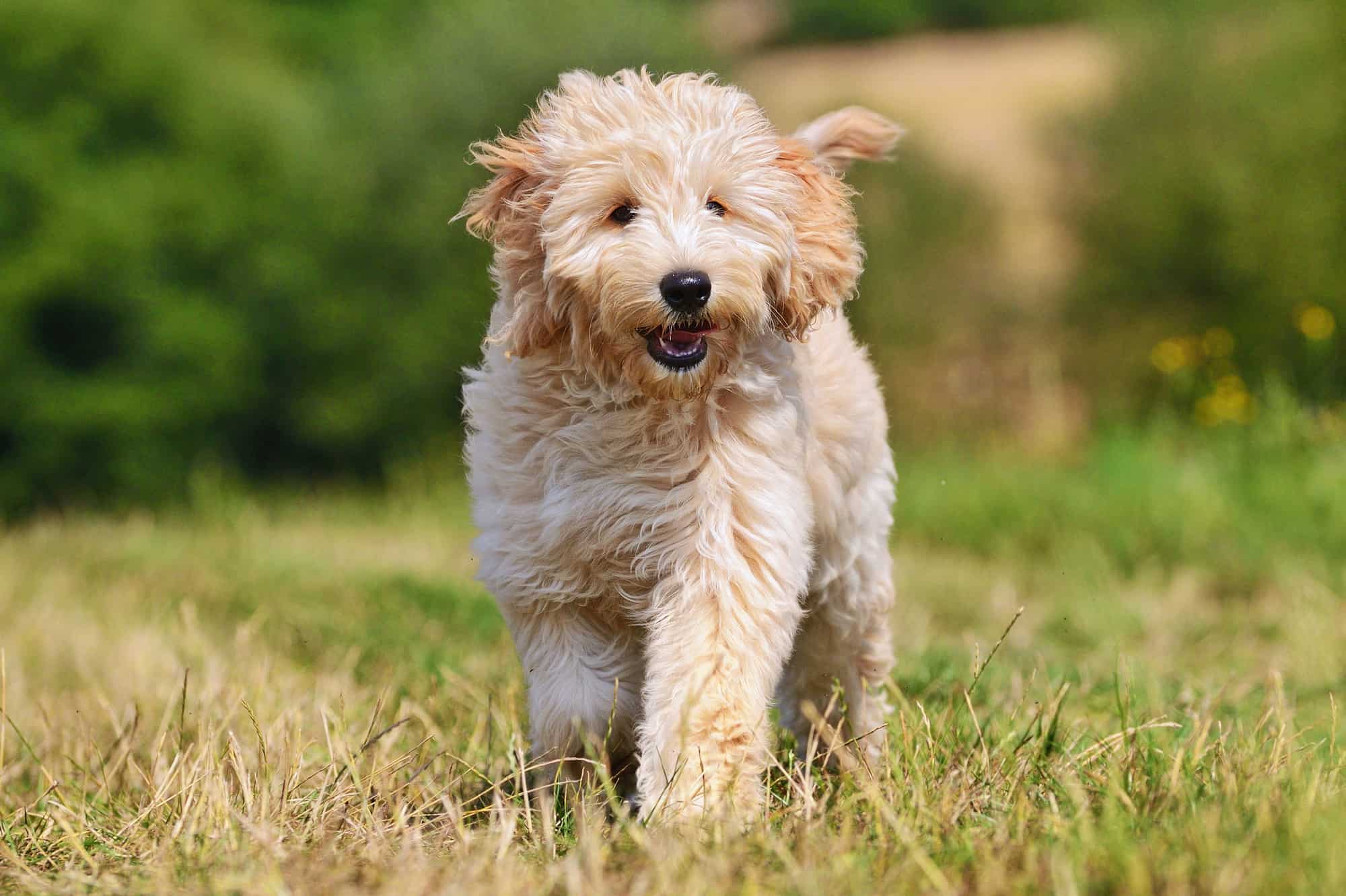 How Much Does A Petite Goldendoodle Cost at Dorothy Harms blog