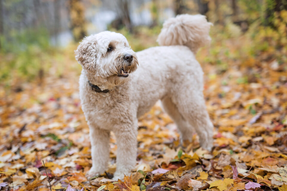 How Much Does a Goldendoodle Cost? (2024 Price Guide)