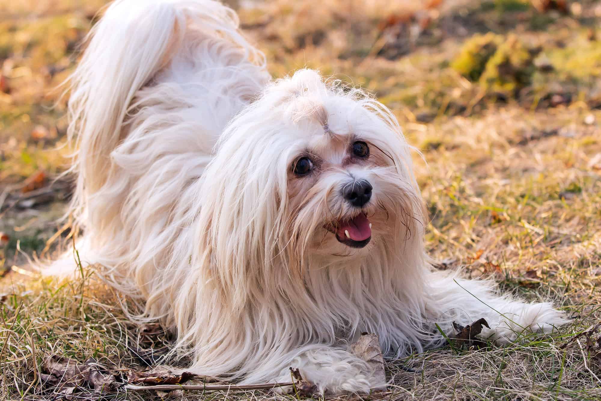 How Much Does a Havanese Cost? (2024 Price Guide)