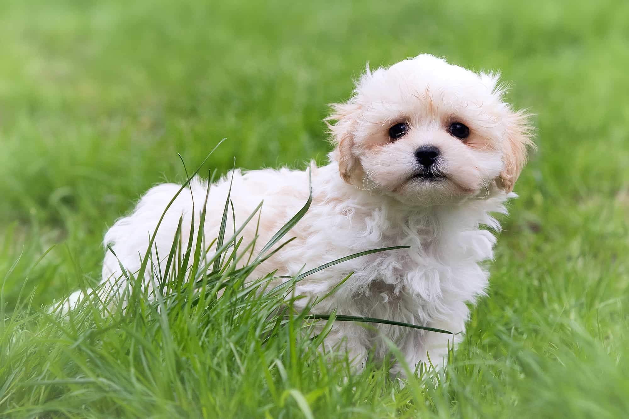 How Much Does a Havanese Cost? (2024 Price Guide)