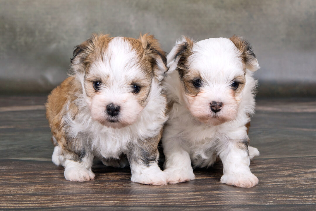 How Much Does a Havanese Cost? (2024 Price Guide)