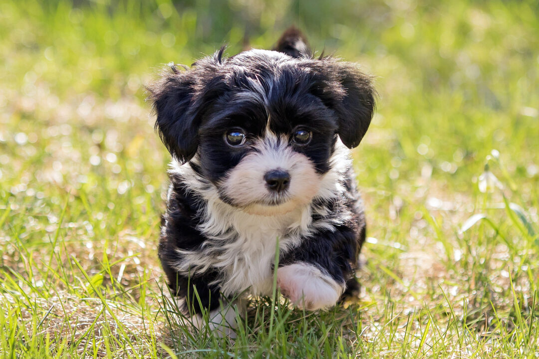 How Much Does a Havanese Cost? (2024 Price Guide)
