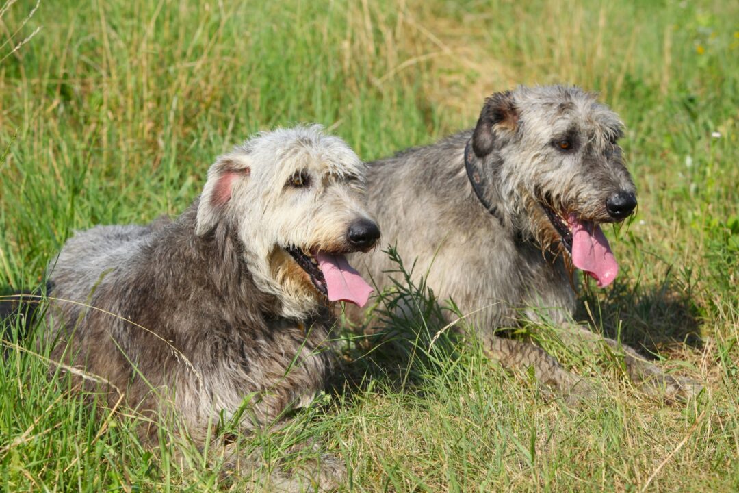 How Much Does an Irish Wolfhound Cost? (2024 Price Guide)