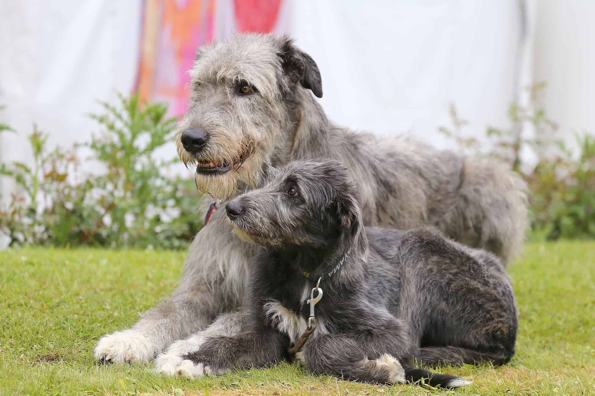 How Much Does an Irish Wolfhound Cost? (2024 Price Guide)